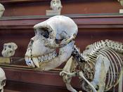 galerie de paleontologie et de anatomie comparee 12-2015 8271